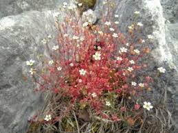 Attēlu rezultāti vaicājumam “Linum catharticum fruit”
