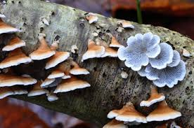 Attēlu rezultāti vaicājumam “Plicaturopsis crispa”