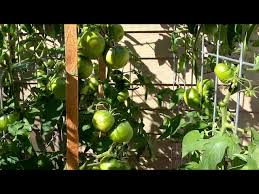 Afbeeldingsresultaat voor cherokee purple tomato