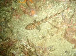 Image result for Haploblepharus edwardsii