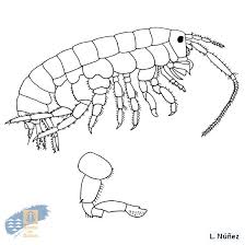 Attēlu rezultāti vaicājumam “Talitrus saltator”