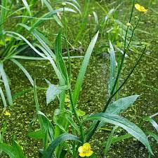 Attēlu rezultāti vaicājumam “Ranunculus lingua flower”