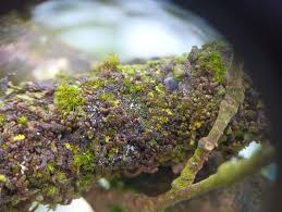 Attēlu rezultāti vaicājumam “Cephaloziella elachista macro”