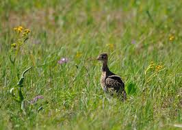 Image result for Bartramia longicauda