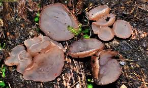 Attēlu rezultāti vaicājumam “Ombrophila violacea”