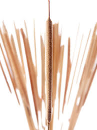 Image result for Rohrkolben