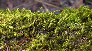 Attēlu rezultāti vaicājumam “Brachythecium salebrosum sporophyte”