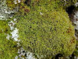 Attēlu rezultāti vaicājumam “Syntrichia virescens”