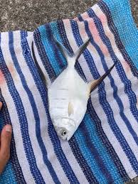 Image result for Trachinotus carolinus