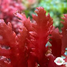 Attēlu rezultāti vaicājumam “Collaria rubens macro”