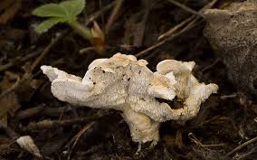 Attēlu rezultāti vaicājumam “Sistotrema confluens”