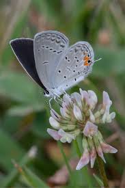 Attēlu rezultāti vaicājumam “Everes argiades”