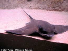 Image result for Myliobatis aquila