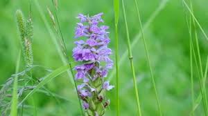 Attēlu rezultāti vaicājumam “Dactylorhiza majalis subsp. baltica bud”