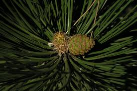 Attēlu rezultāti vaicājumam “Pinus nigra”