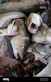 Image result for Myzopsetta ferruginea