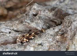 Attēlu rezultāti vaicājumam “Nemapogon cloacella”