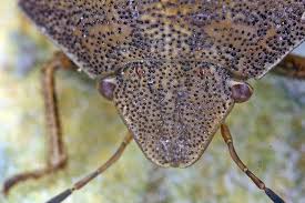 Attēlu rezultāti vaicājumam “Eurygaster testudinaria imago”