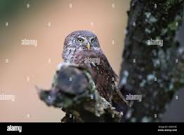 Attēlu rezultāti vaicājumam “Glaucidium passerinum”