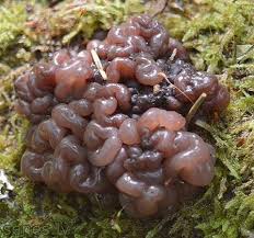 Attēlu rezultāti vaicājumam “Ascotremella faginea”