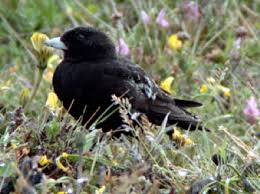 Image result for Melanocorypha yeltoniensis