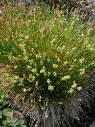 Attēlu rezultāti vaicājumam “Carex davalliana”