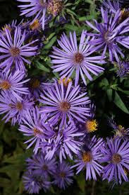 Attēlu rezultāti vaicājumam “Symphyotrichum novae-angliae”