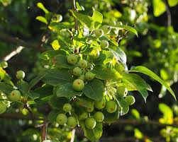 Attēlu rezultāti vaicājumam “Malus sylvestris”