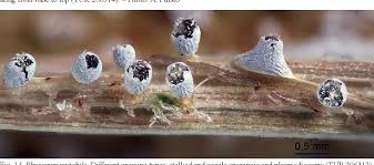 Attēlu rezultāti vaicājumam “Cribraria atrofusca stalked”