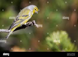 Image result for Carduelis citrinella