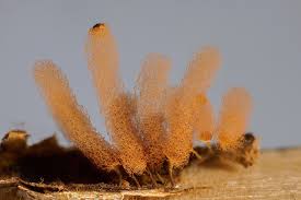 Attēlu rezultāti vaicājumam “Arcyria minuta”