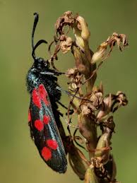 Attēlu rezultāti vaicājumam “Zygaena filipendulae exuvia”