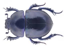 Attēlu rezultāti vaicājumam “Trypocopris vernalis”