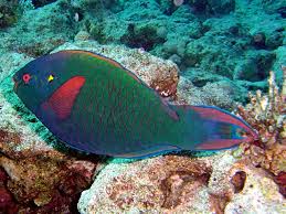 Image result for Scarus niger