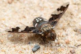 Attēlu rezultāti vaicājumam “Exoprosopa capucina”