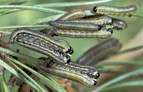 Attēlu rezultāti vaicājumam “Neodiprion sertifer larva”