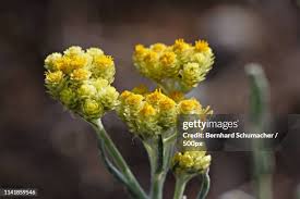 Attēlu rezultāti vaicājumam “Helichrysum arenarium flower”