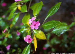 Attēlu rezultāti vaicājumam “Balsaminaceae”