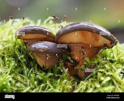 Attēlu rezultāti vaicājumam “Panellus serotinus”