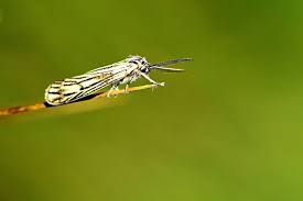 Attēlu rezultāti vaicājumam “Spiris striata”