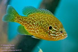 Image result for Lepomis gibbosus