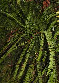 Attēlu rezultāti vaicājumam “Asplenium trichomanes”