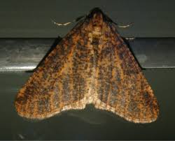 Attēlu rezultāti vaicājumam “Erannis defoliaria”