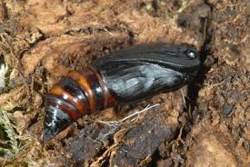 Attēlu rezultāti vaicājumam “Angerona prunaria”