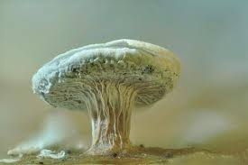 Attēlu rezultāti vaicājumam “Diderma chondrioderma macro”