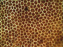 Attēlu rezultāti vaicājumam “Hildenbrandia rivularis”