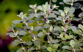 Image result for Majoran