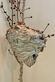 Attēlu rezultāti vaicājumam “nest”