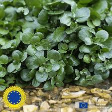 Image result for Brunnenkresse