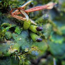 Attēlu rezultāti vaicājumam “Aneura pinguis”